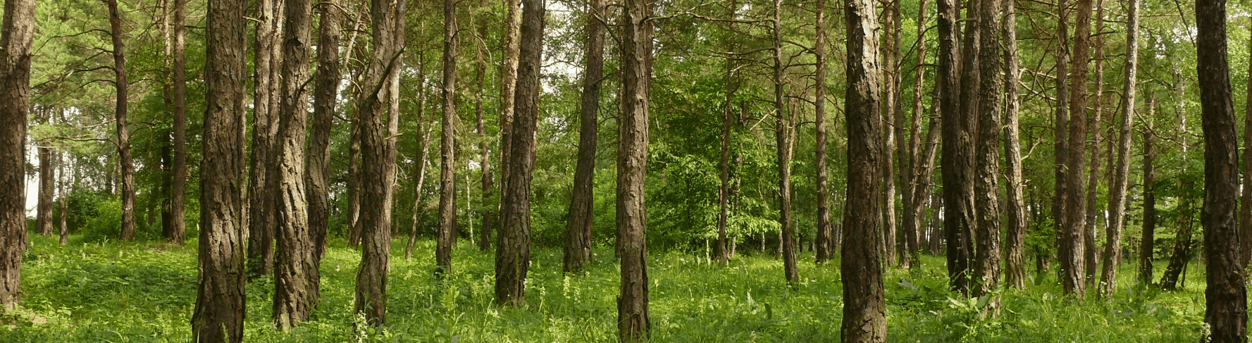 Pralesy ČR